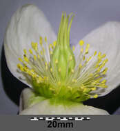 Image of black hellebore