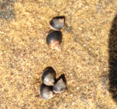 Image of eroded periwinkle