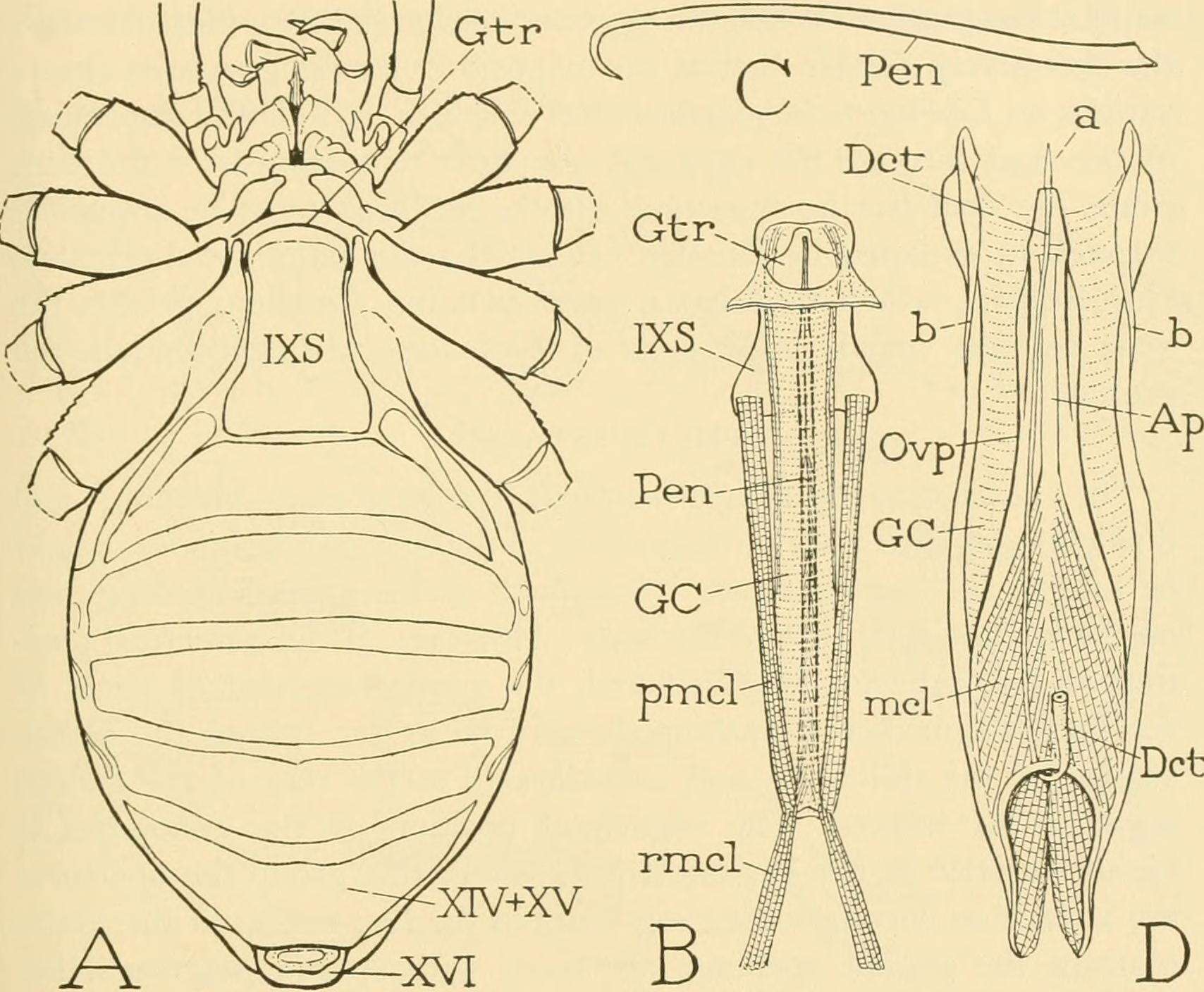 Image of Daddy-long-legs