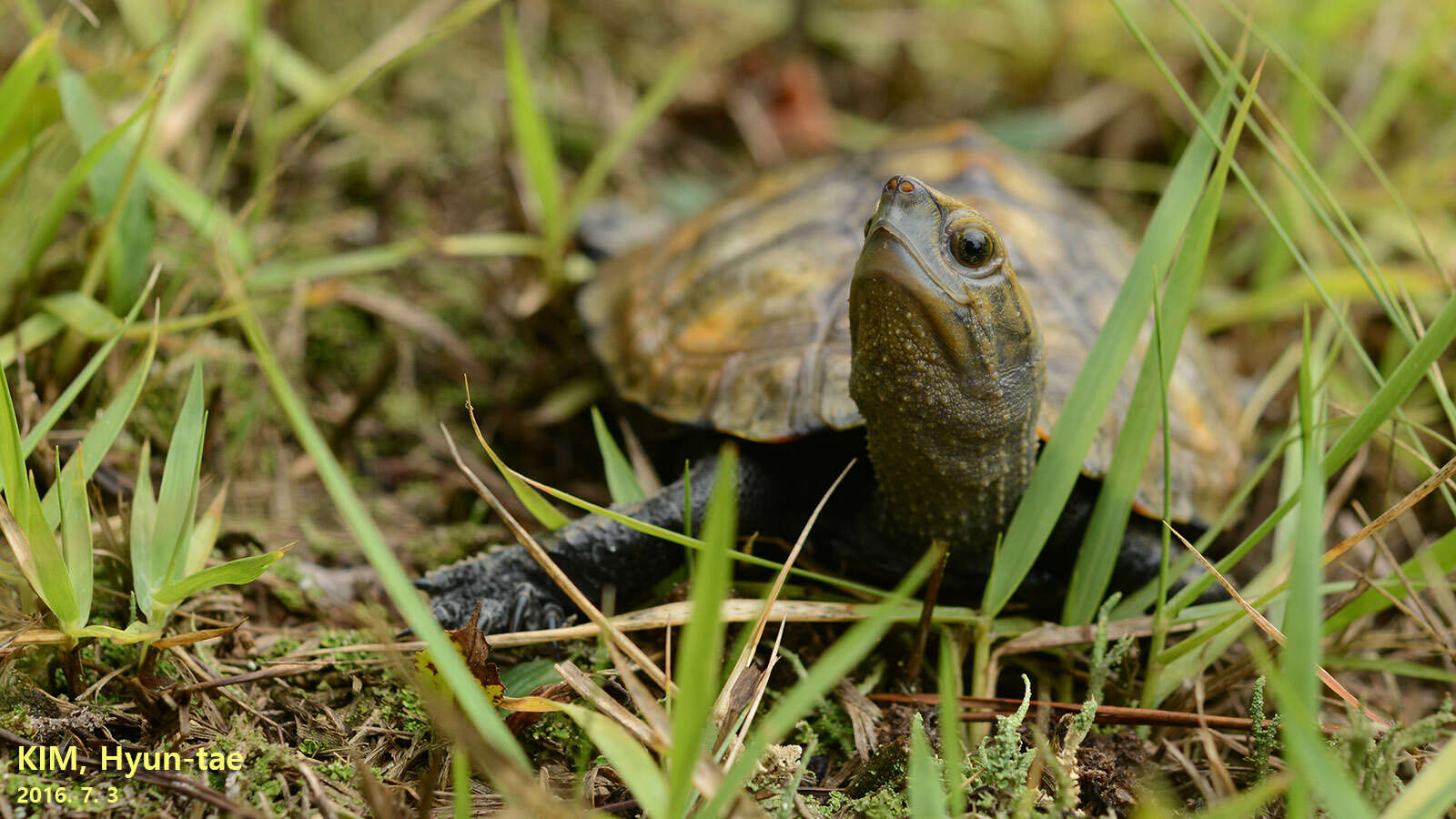 Image of Japanese Pond Turtle