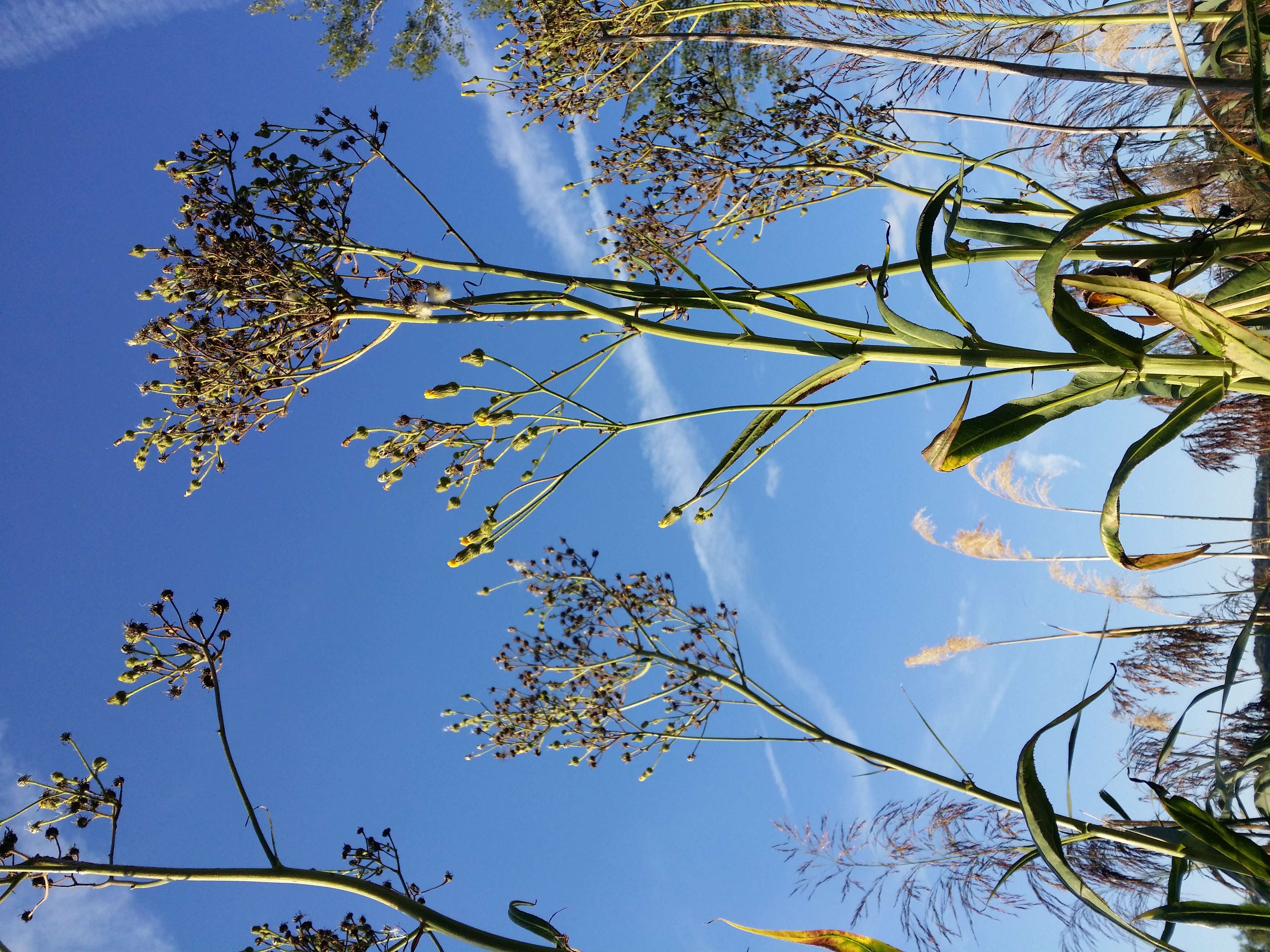 Image of marsh sow-thistle