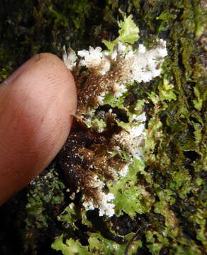 Image of Pseudocyphellaria glabra (Hook. fil. & Taylor) C. W. Dodge