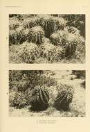 Image of Ferocactus latispinus (Haw.) Britton & Rose