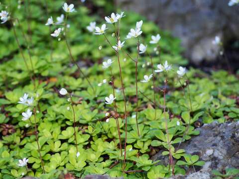 Image of Saxifraga cuneifolia L.