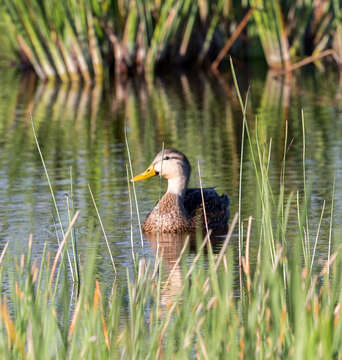 Image of Florida duck