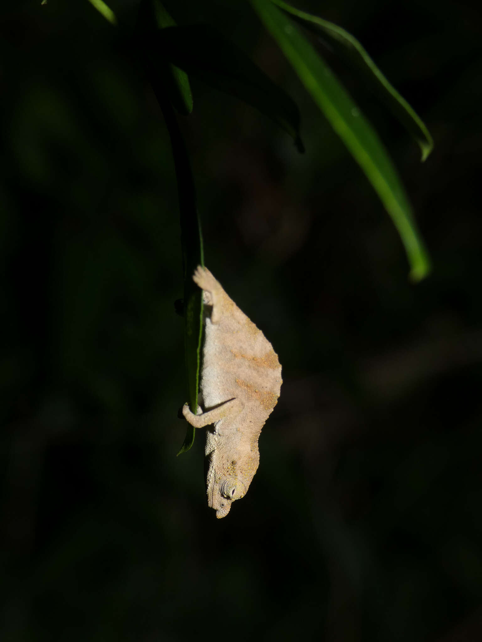 Image of Marshall's African Leaf Chameleon