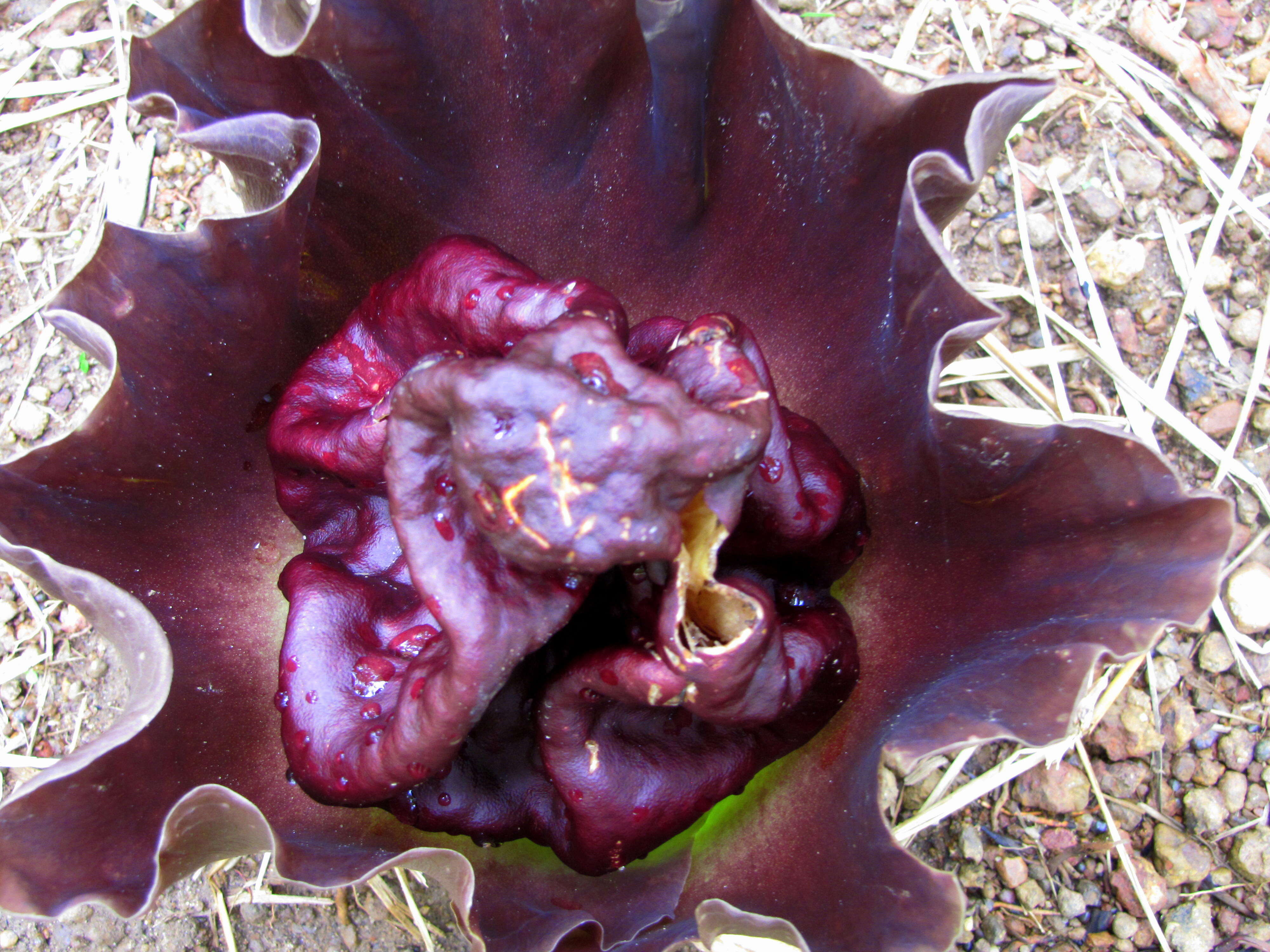 Image of Elephant foot yam