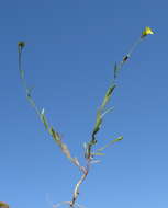 Image of French flax