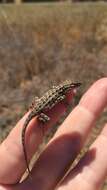 Image of common side-blotched lizard