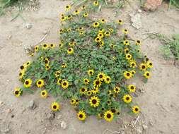 Image of Mexican creeping zinnia