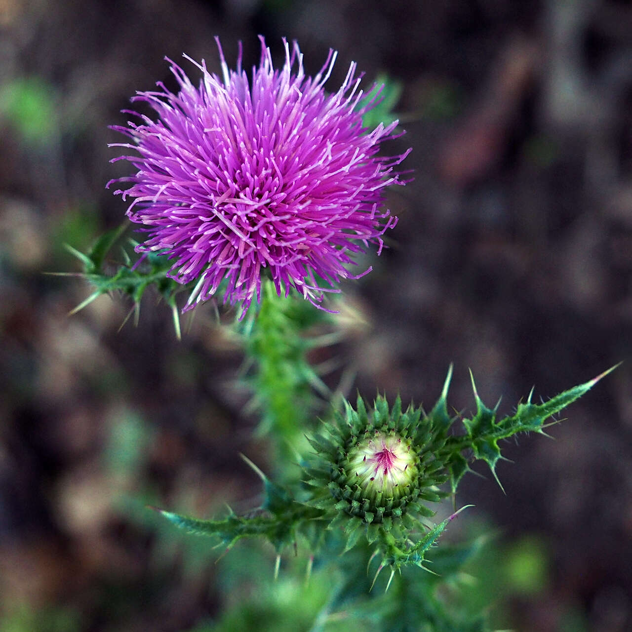 Слика од Carduus acanthoides L.