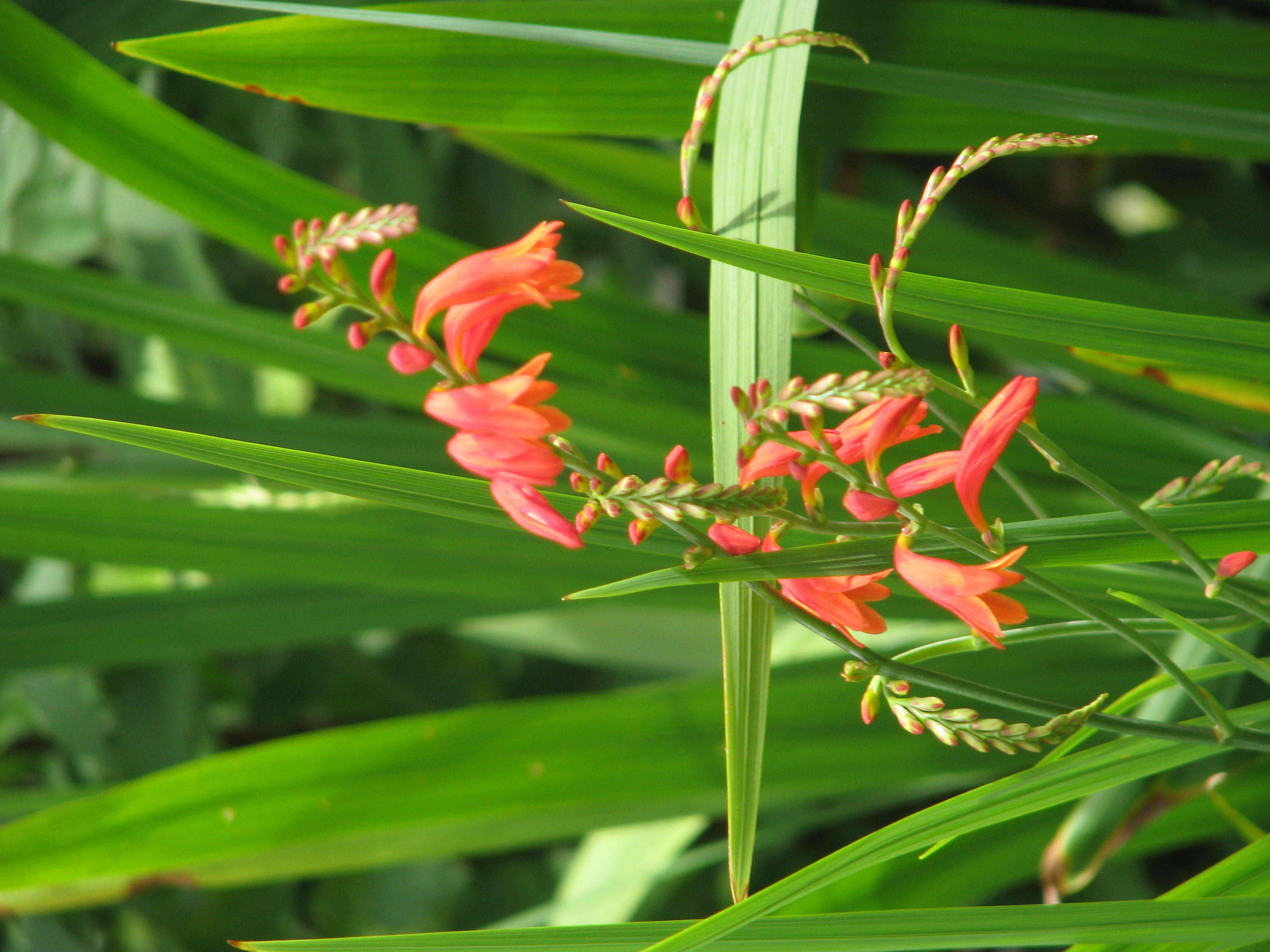 Image of Pott's Montbretia