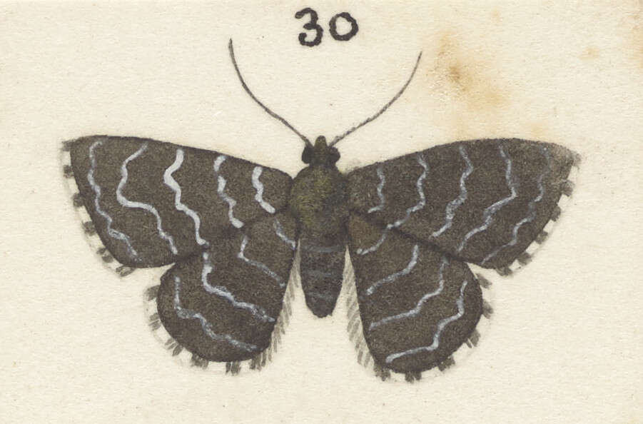 Image of Notoreas ischnocyma Meyrick 1905