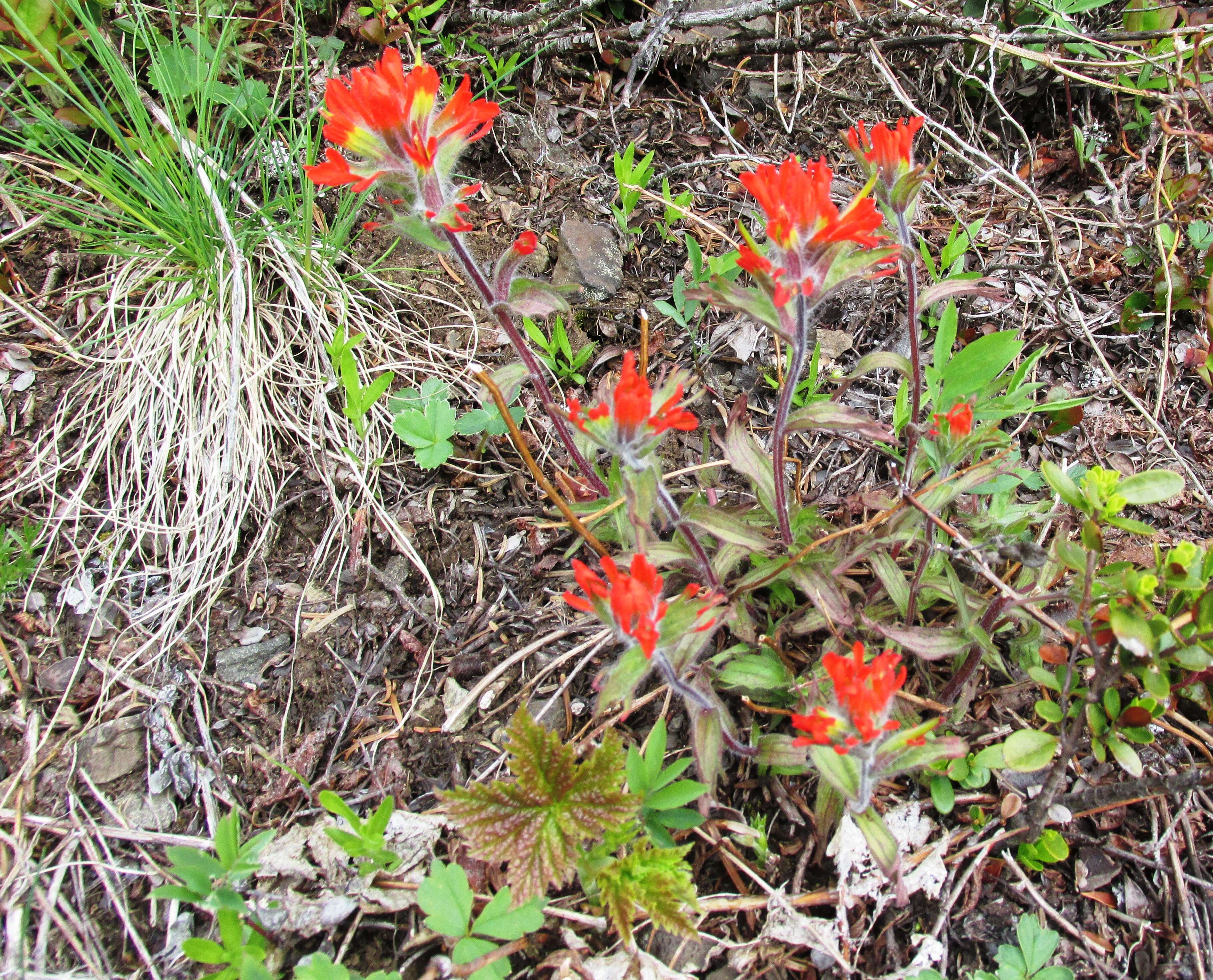 Image of harsh Indian paintbrush