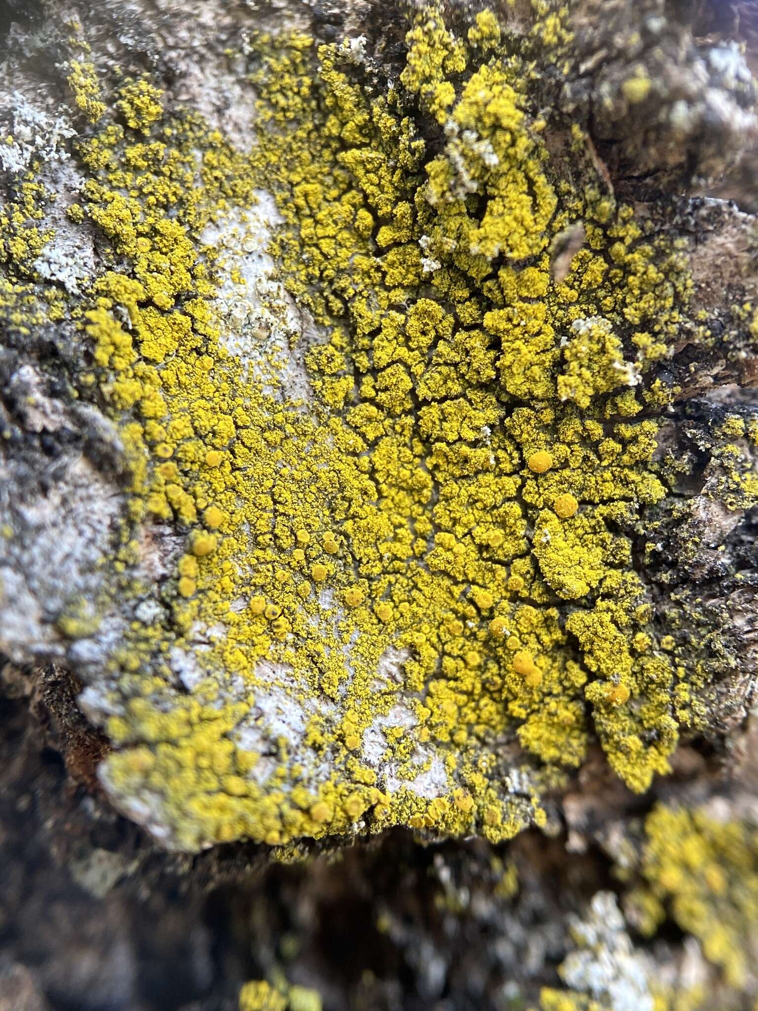 Image of eggyolk lichen
