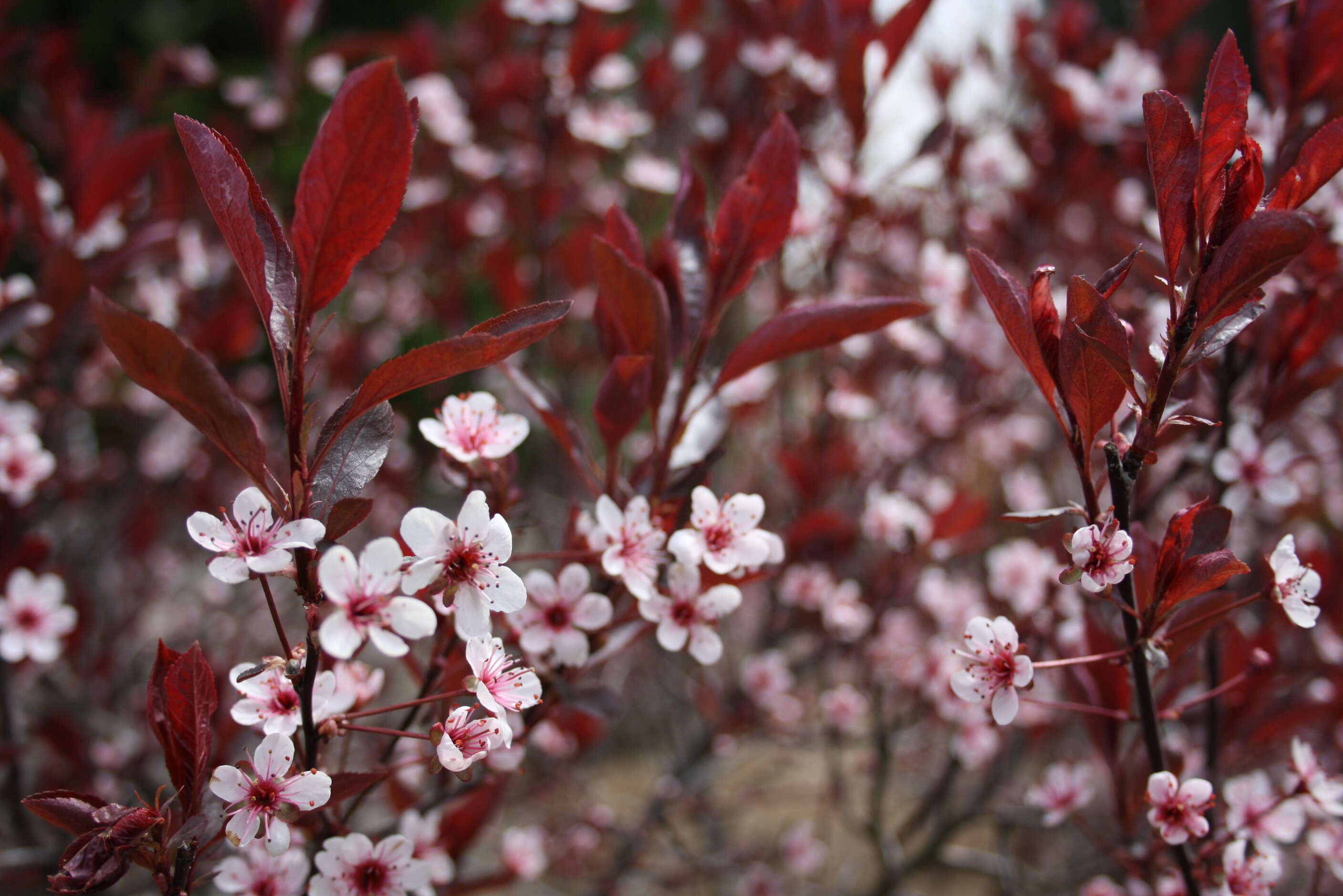 Image of Prunus × cistena