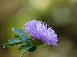 Plancia ëd Centratherum punctatum Cass.