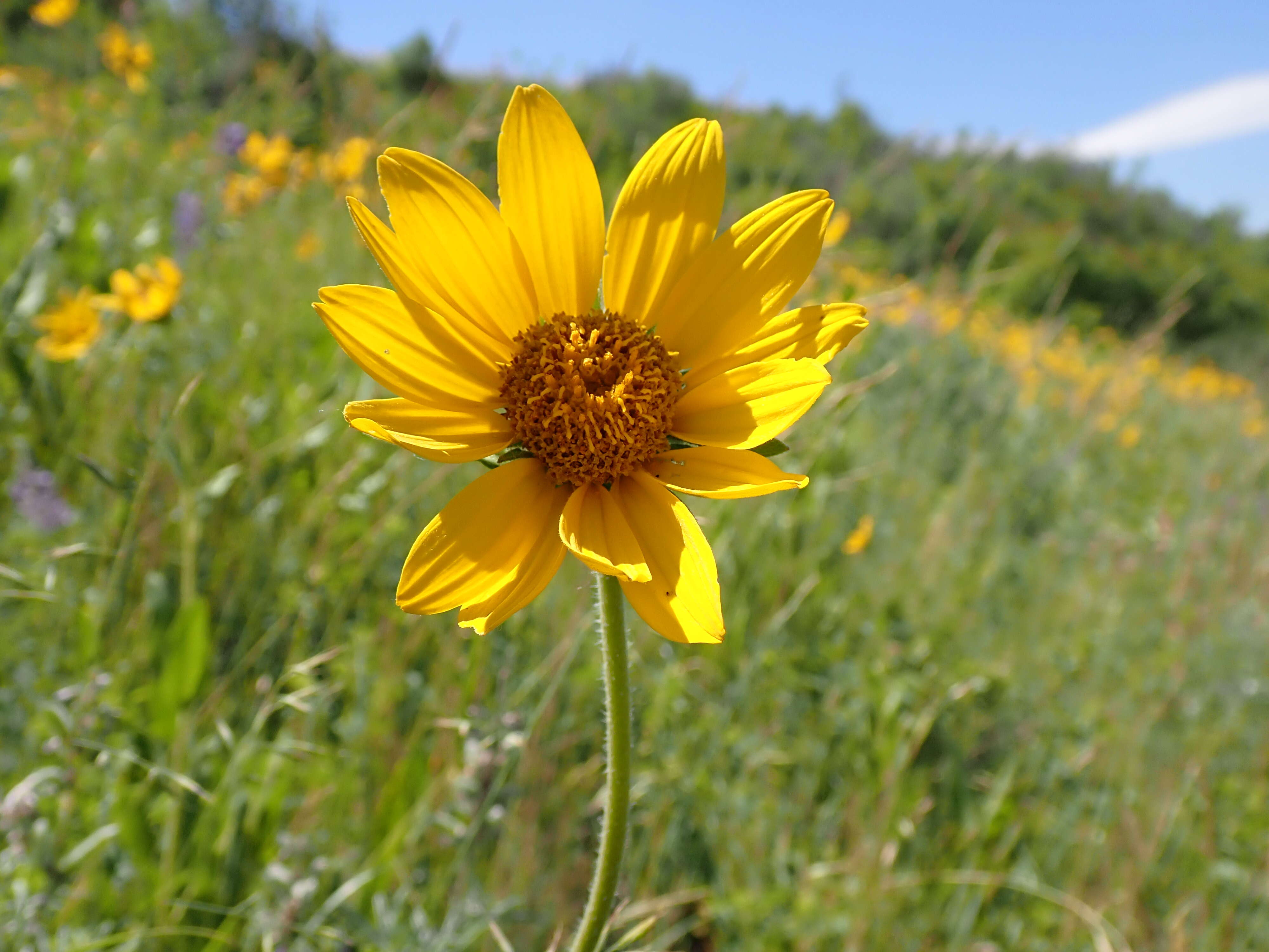 Sivun Helianthella uniflora (Nutt.) Torr. & A. Gray kuva