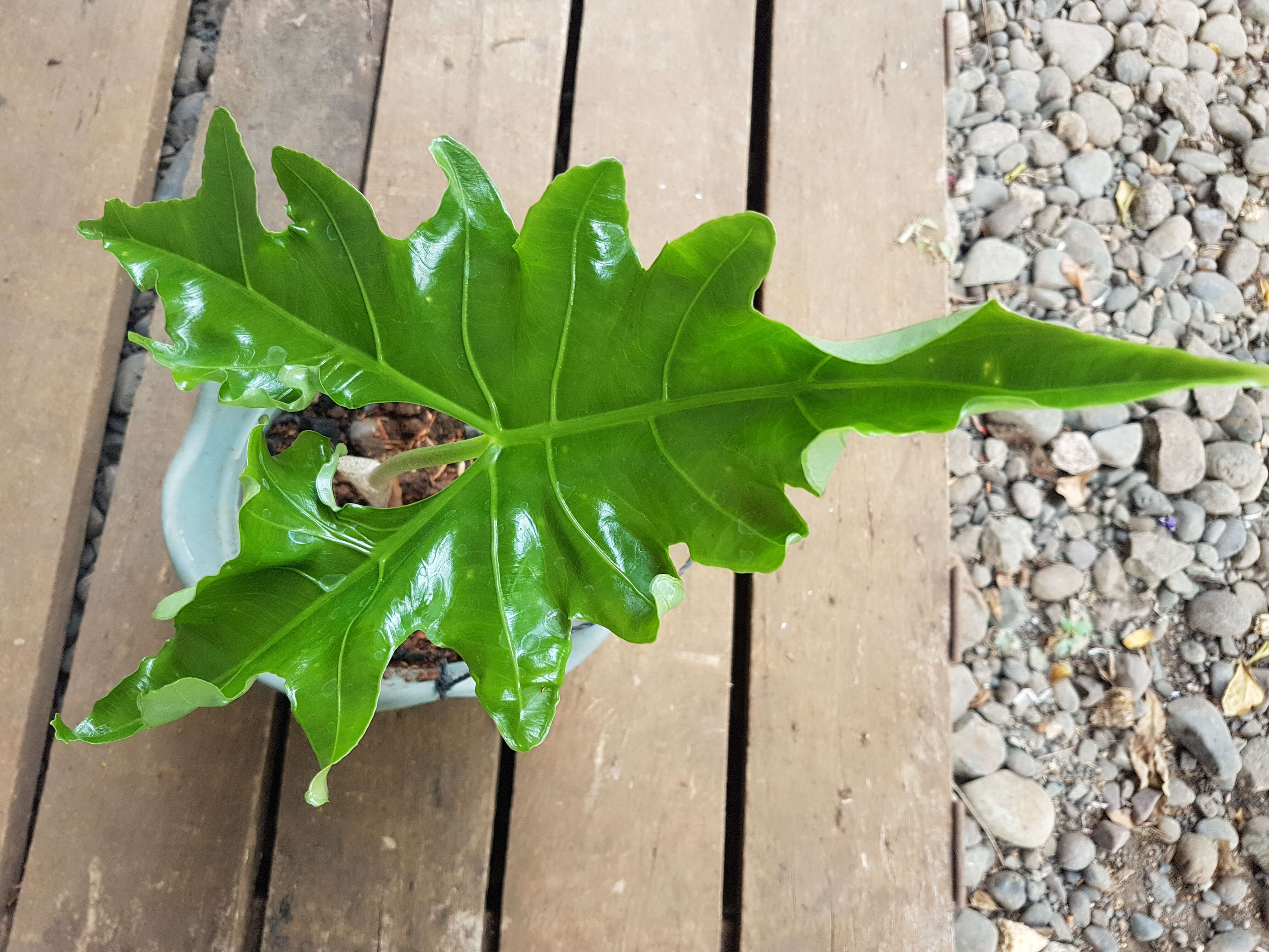 Image of Alocasia nycteris Medecilo, G. C. Yao & Madulid