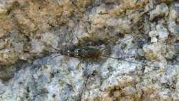 Image of Petrobius