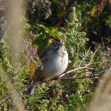 Image of Lark Sparrow