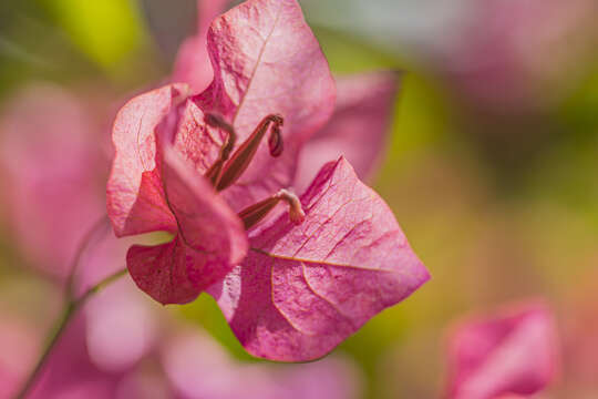 Слика од Bougainvillea