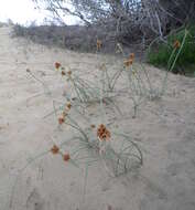 Image de Cyperus capitatus Vand.