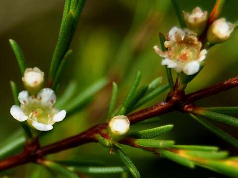 Слика од Baeckea frutescens L.