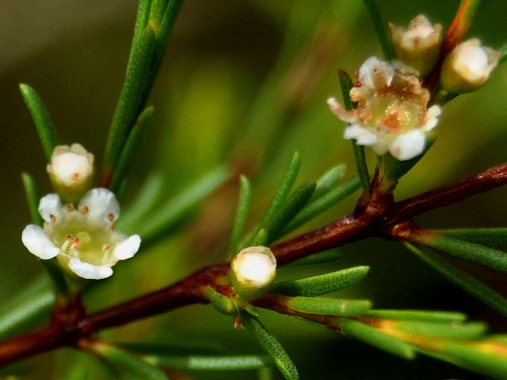 Слика од Baeckea frutescens L.