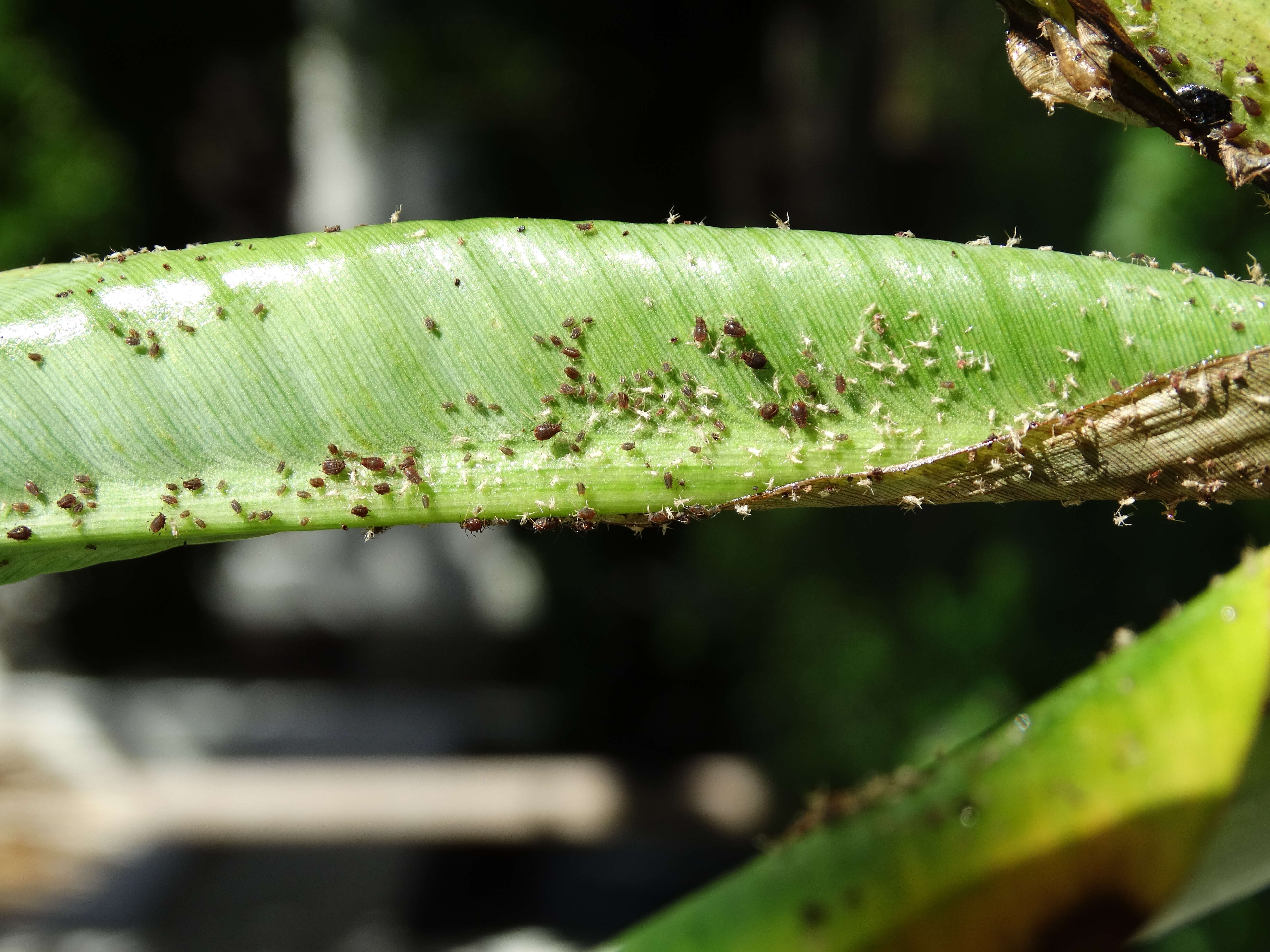 Image of Banana aphid