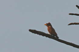 Image of Naked-faced Barbet