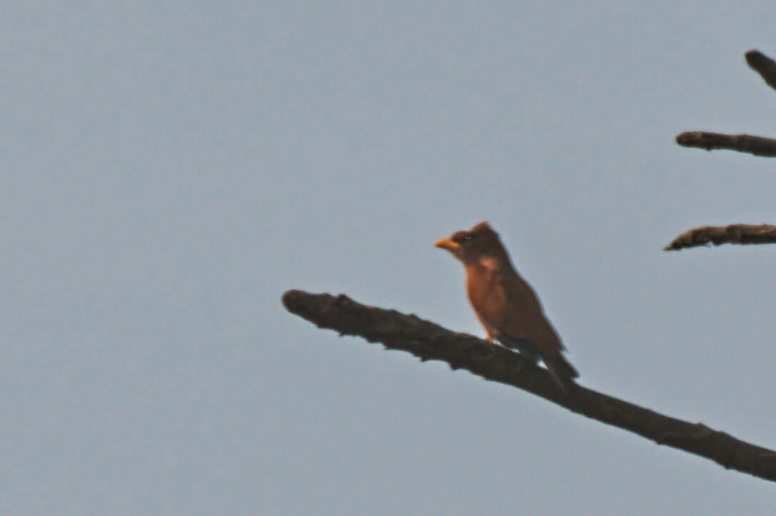 Image of Naked-faced Barbet