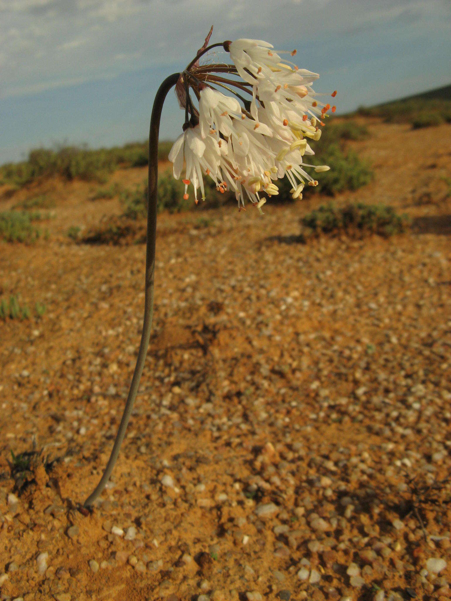 Image of Strumaria truncata Jacq.