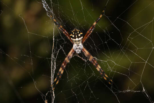 Image of Silver Argiope