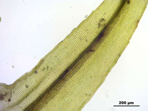 Image of oncophorus moss