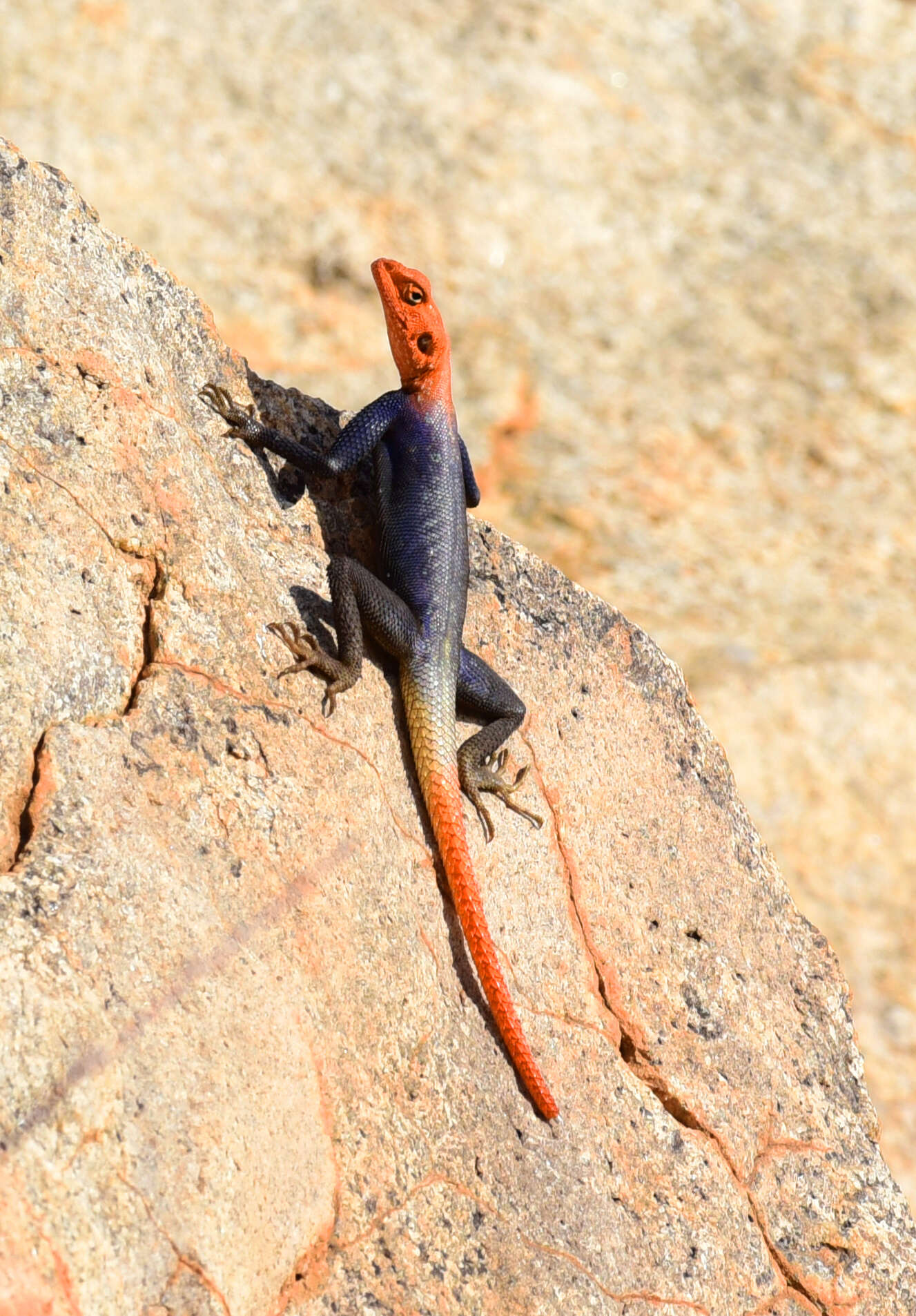 Слика од Agama planiceps Peters 1862