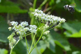 Image of Ashy Mining Bee