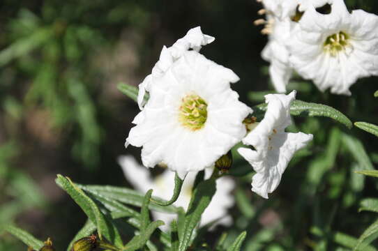 Image of Cordia decandra Hook. & Arn.