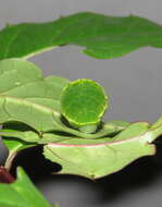 Image of Zanthoxylum rhetsa (Roxb.) DC.