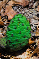 Image of Eastern Prickly Pear