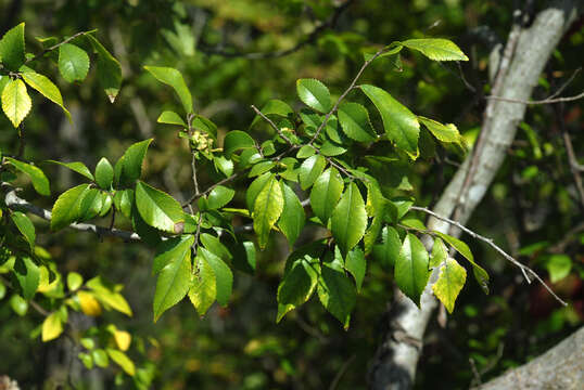 Imagem de Ulmus parvifolia Jacq.