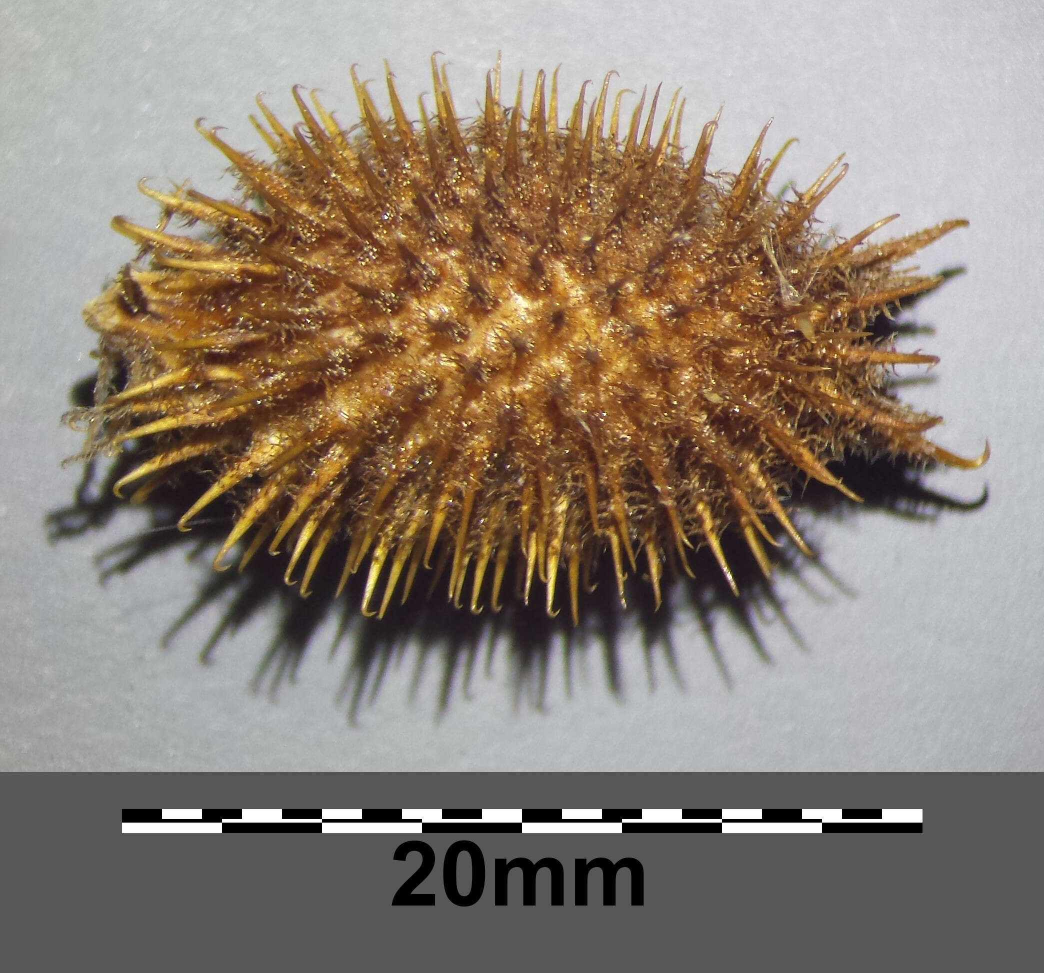 Imagem de Xanthium orientale L.