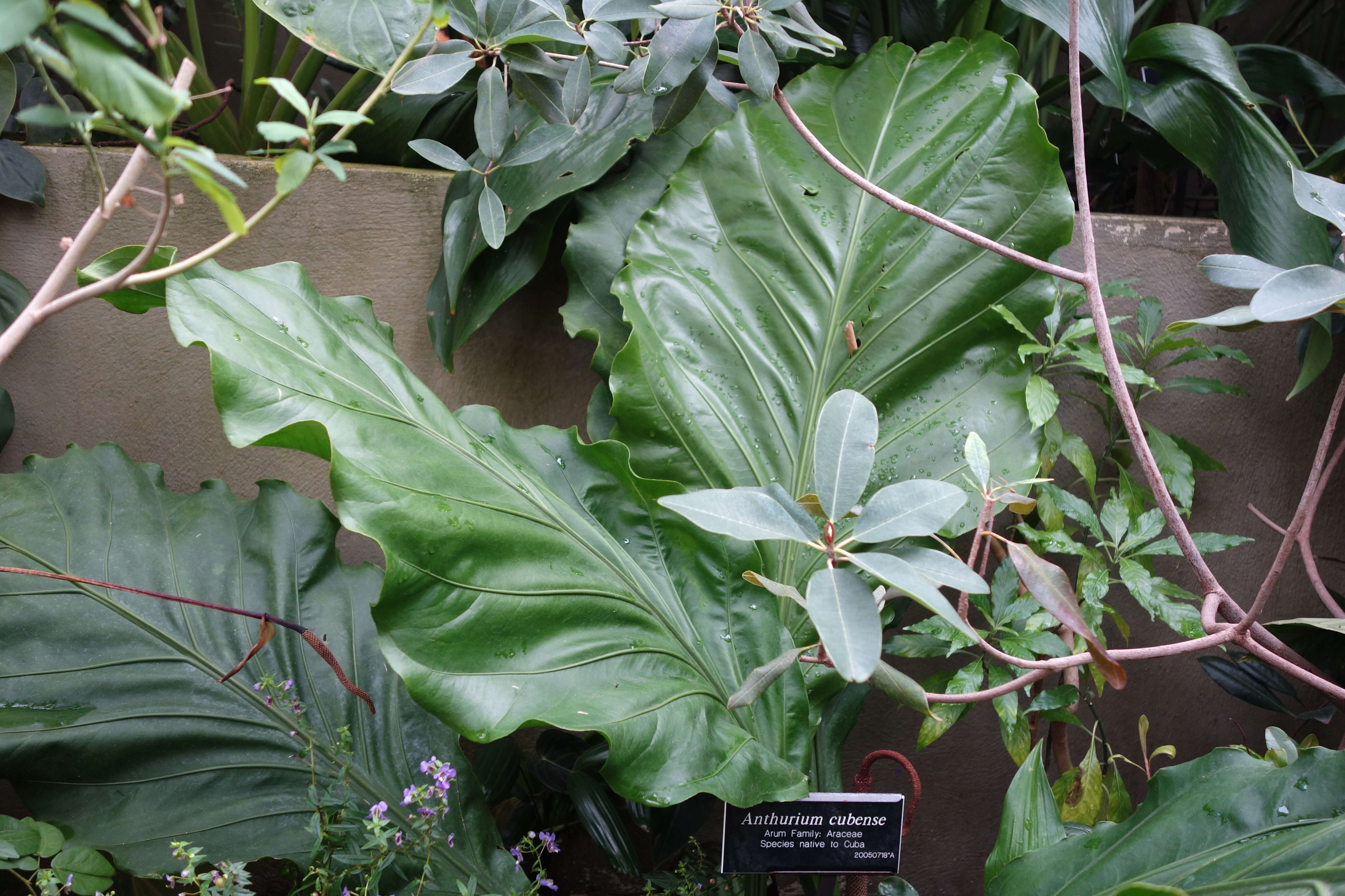 Image of Anthurium cubense Engl.