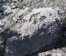 Image of White rim-lichen;   Rim Lichen