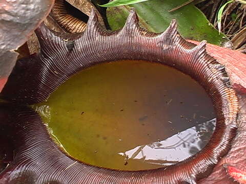 Image of Giant Malaysian Pitcher Plant