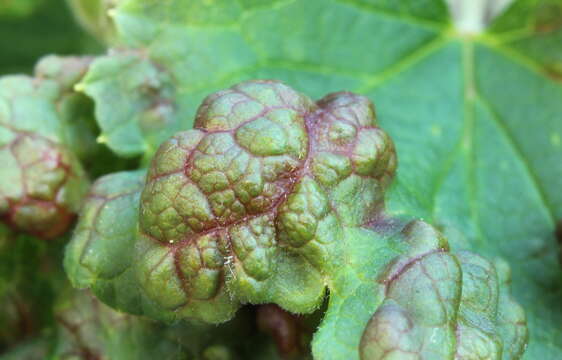 Image of redcurrant aphid