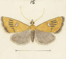 Image of Glaucocharis lepidella Walker 1866