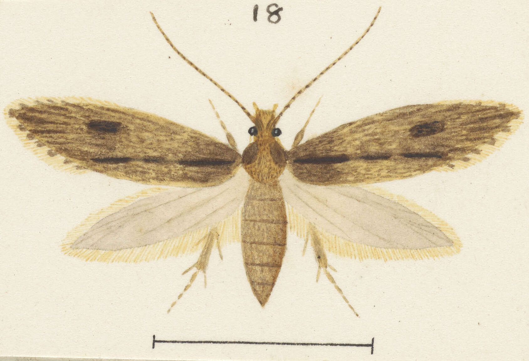 Image of Proterodesma byrsopola Meyrick 1909