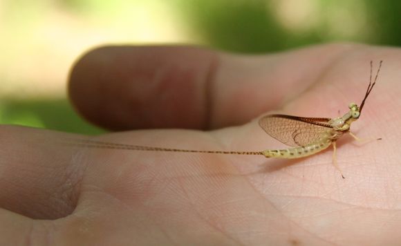 18.https www inaturalist org photos 2736556.580x360