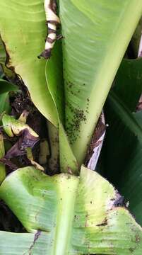 Image of Banana aphid